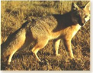 Vulpes vulpes - Red Fox 
Click Image for information:
range, behavior, etc.