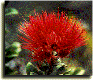 Native Lehua flower of O'hia tree.